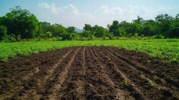 A Lush Farmland Landscape Underneath a Clear Sky photo