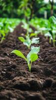 Emerging Life Tender Shoots in the Rich Earth photo