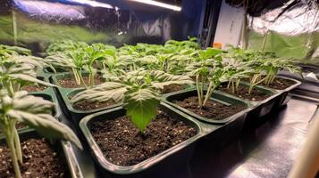 Close-up of vibrant tomato seedlings in a growing tray photo