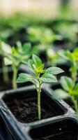 Closeup of Sprouting Seedlings in a Garden photo