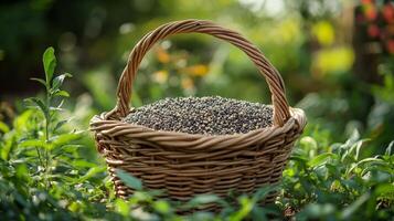 Natural Seeds in a Rustic Basket - A Bountiful Harvest photo