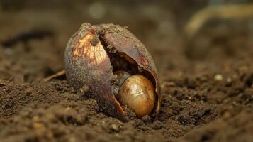 Seedling Emerging from Soil A Close-up of Nature's Growth photo