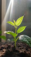Radiant Sprout Emerging From Earth photo