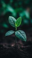 A Tiny Sprout Emerging from the Earth A Symbol of New Beginnings photo