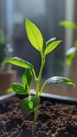 A Tiny Sprout Emerging From the Earth A New Life Begins photo