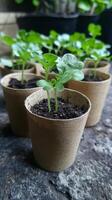 Tiny Seedlings in Paper Cups - A Fresh Start photo