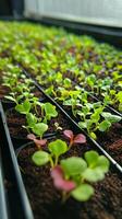 Closeup of vibrant seedlings in a garden tray photo