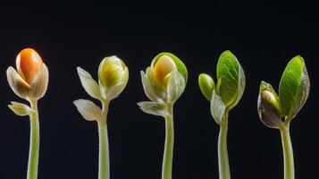 Stages of Plant Growth From Seed to Sprout photo