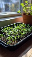 Tiny Seedlings Growing in a Tray - A Springtime Wonder photo