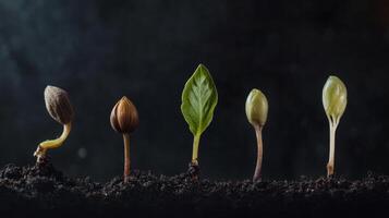 Intriguing Stages of Seedling Growth in Soil photo