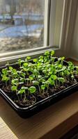 Tiny Seedlings Growing in a Window Tray photo