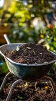 Rich Soil in a Wheelbarrow - Garden Prep photo