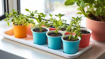 Colorful Potted Plants on a Windowsill Tray photo