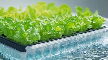 Hydroponic Lettuce Growing System Sustainable and Innovative photo