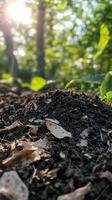 Close-up View of Rich Forest Soil with Sunlight photo