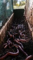 Close-up of earthworms in soil. Nature's recyclers photo