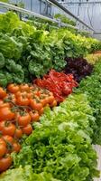 Fresh, Vibrant Vegetables in a Modern Farm Setting photo