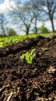 Fresh Growth in the Garden Soil photo
