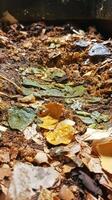 Close-up of a vibrant compost pile, rich in organic matter photo