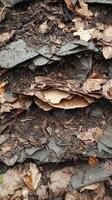 Nature's Layered Composition A Detailed Look at Fallen Leaves and Debris photo