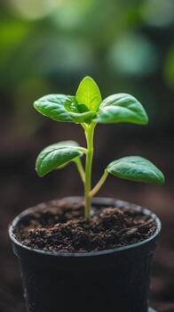 A Tiny Sprout of Hope A Vibrant New Life photo