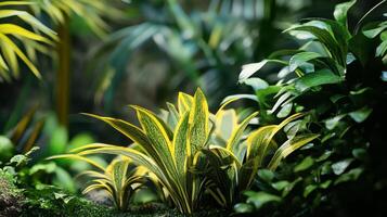 maravilloso tropical plantas en lozano jardín ajuste foto