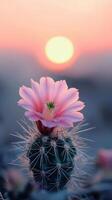 Pink Cactus Flower at Sunset A Stunning Desert Bloom photo