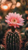 Radiant Pink Cactus Bloom in Golden Sunset Light photo