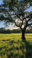 Serene Countryside Landscape with Majestic Tree photo