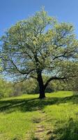 Majestic Oak Tree in a Lush Green Meadow photo