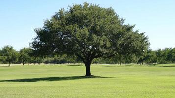 Serene Green Field with Majestic Tree - Nature's Embrace photo