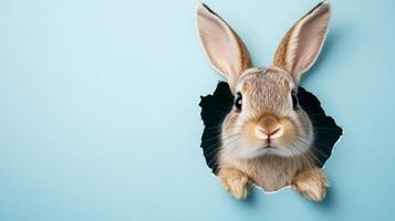 Adorable Easter Bunny Peeking Through Hole in Paper photo