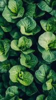 Close-up View of Lush Green Leaves, Nature's Exquisite Detail photo