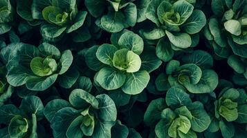 Stunning Green Leaves Pattern A Nature's Art photo