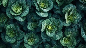 Stunning Green Cabbage Leaves Pattern in Nature photo