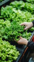Fresh, Healthy, and Vibrant Lettuce Ready to Eat photo