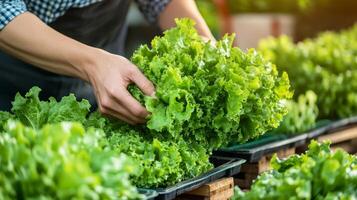 Freshly Harvested Green Lettuce Ready to Eat photo