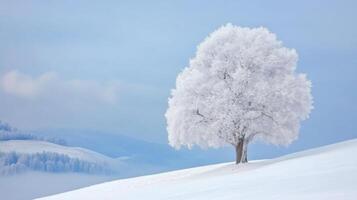 Winter Scene with Single Snowy Tree photo
