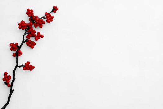 Red berries branch on white background photo