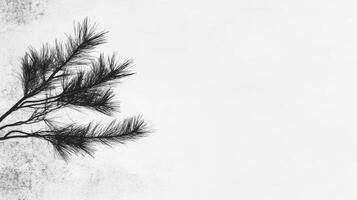 Minimalist Pine Sprig on White photo