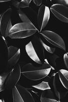 Elegant Ficus Leaves on Monochrome Background photo