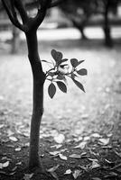 A tree branch with leaves photo
