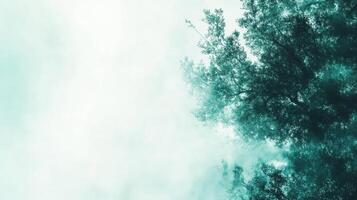 Low angle view of trees in mist photo