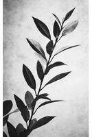 Monochrome Plant Branch with Leaves Still photo