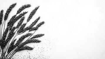 Monochrome Wheat Stalks on White Still Life photo