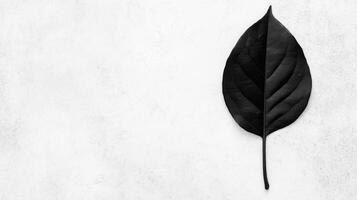 Single black leaf in minimalist style on white surface photo