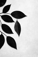 Elegant black leaves and branches silhouette design element photo