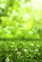 White daisies in green grass field photo