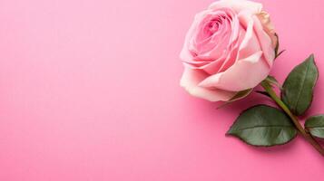Single pink rose on pink background photo