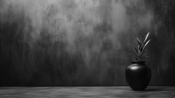 Sansevieria plant in dark vase monochrome photo